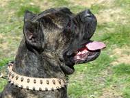 Leather 2 rows spiked dog collar for Cane Corso Leather 2 rows spiked dog collar for Cane Corso